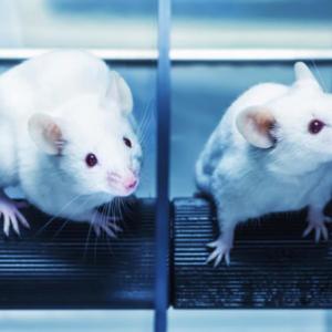 24 април - Световен ден за защита на лабораторните животни