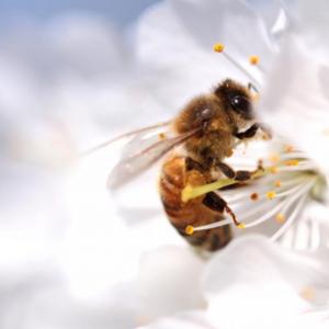 Пчелите са деснячки или левичарки, точно като хората
