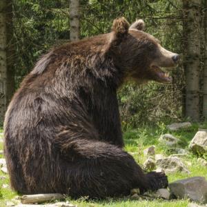 Отшелникът и мечокът