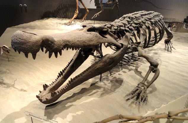 Този древен крокодил е имал зъби с размера на банани – идеални за яденето на динозаври