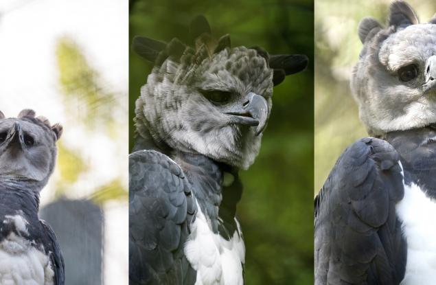 Тази птица е толкова голяма, че някои хора си мислят, че е човек в костюм