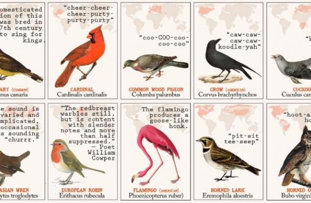 50 птици и звуците, които издават