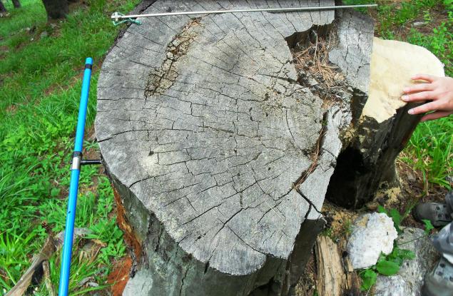 Скрити уроци за климата в годишните пръстени на вековните дървета