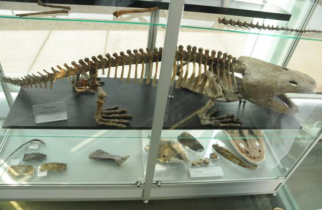 Откриха в древно земноводно следи от най-разпространения рак на костите при човека