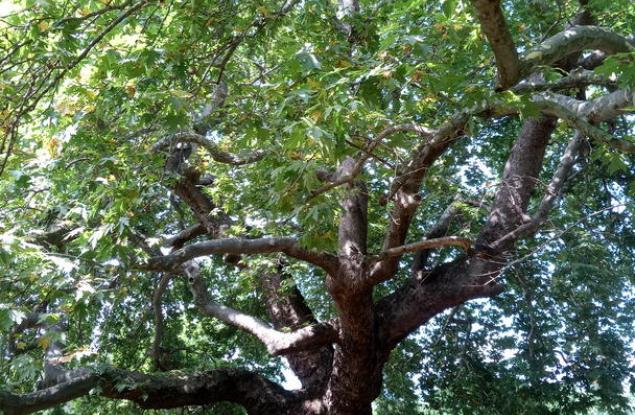 Обявиха пет вековни дървета за защитени