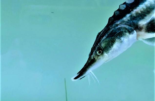 WWF пусна над 7000 моруни по река Дунав