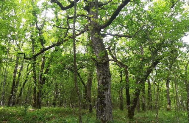 Две нови територии минават под закрилата на закона по предложение на WWF
