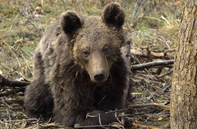 На Мечкинден WWF разказва историята на спасеното мече Митко