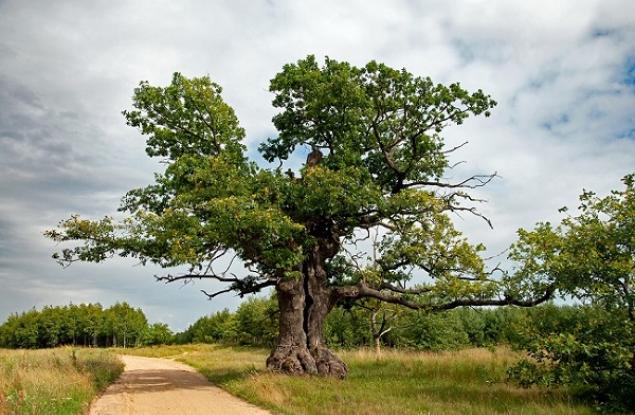 Полският дъб Дунин стана Европейско дърво на годината 2022