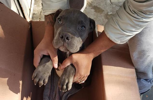 12-годишно дете остави кучето си в приют, за да го спаси от ритниците на баща си