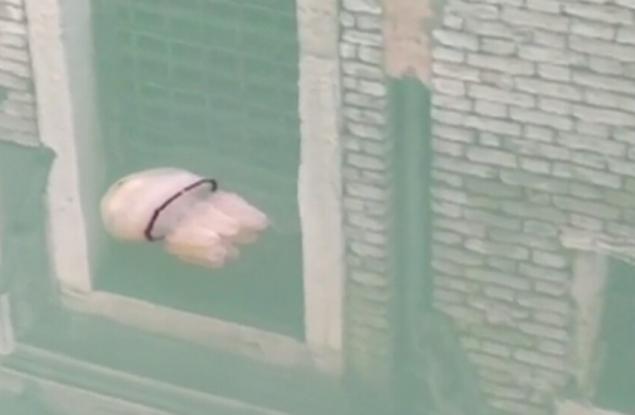 Заснеха огромна медуза в кристално чистите канали на Венеция