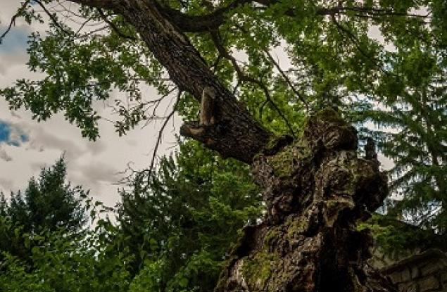 500-годишен дъб от Ново село спечели титлата „Дърво с корен 2019” 