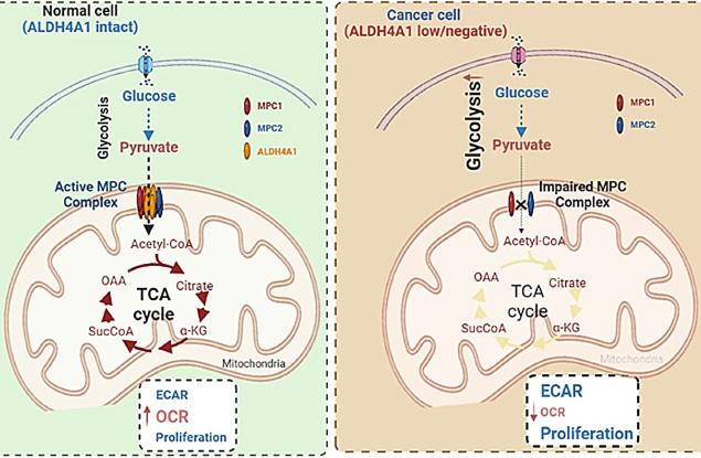 Един често срещан ензим играе изненадваща роля в предотвратяването на рака