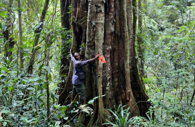 Учени идентифицираха нов вид дърво, открито в тропическите гори на Танзания