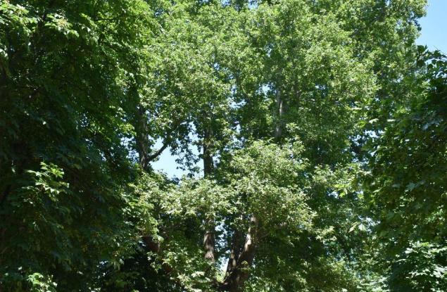 Шест вековни дървета са обявени за защитени