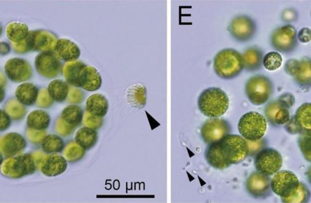 Учени откриха първото известно на науката водорасло с три отделни пола