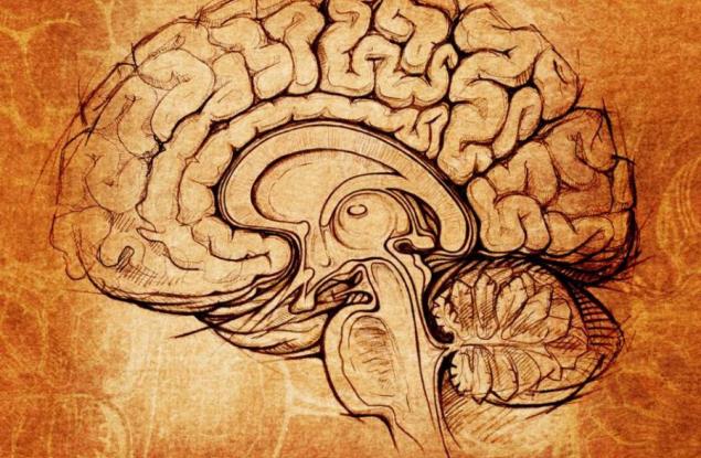 Какъв процент от капацитета на мозъка си използвате? 