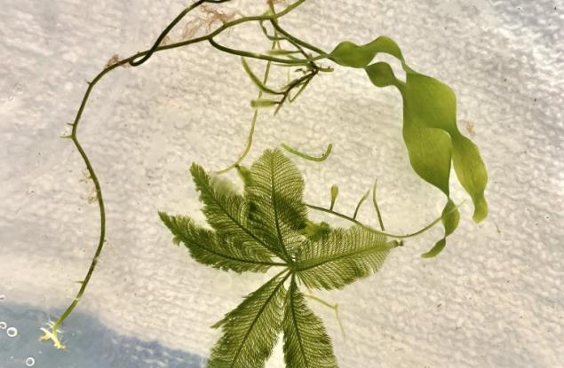 Гигантските водорасли, съставени само от една клетка, могат да определят времето