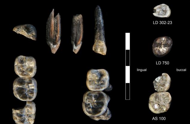 Учени откриха нови вкаменелости – и нов вид древен предшественик на човека