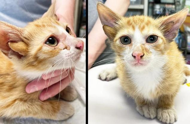 Четириухо коте, спасено от приют за животни, е очарователно генетично чудо