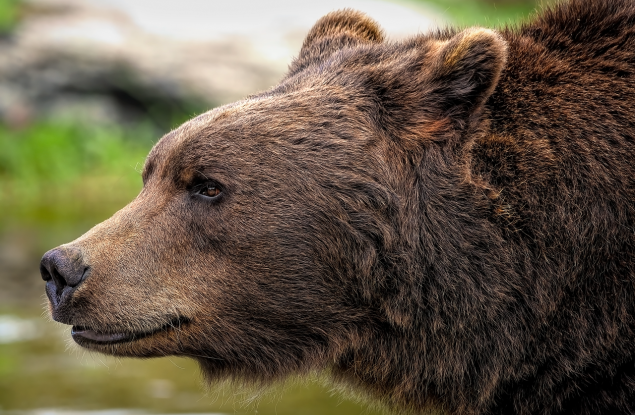 Мечките и климатът: битката за адаптация