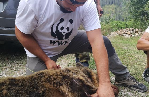 Мечка с две мечета беше спасена от отстрел край Смолян