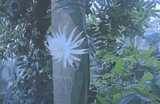 Видео показва изключително редкия цъфтеж на амазонското „лунно цвете“