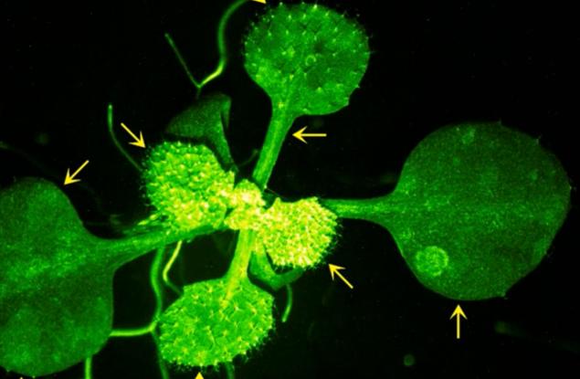 Учени заснеха как растение "разговаря" със свой съсед и кадрите са невероятни