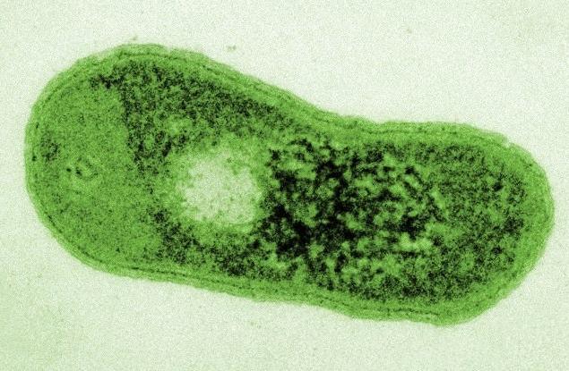 Тази пустинна бактерия се е научила да фотосинтезира