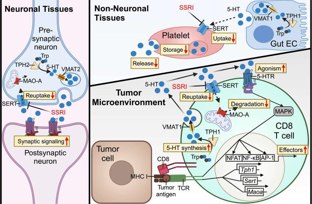 Често срещани антидепресанти могат да помогнат на имунната система да се пребори с рака