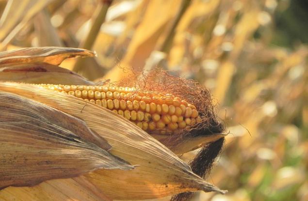 Как ще се променят условията за отглеждане на царевица у нас?