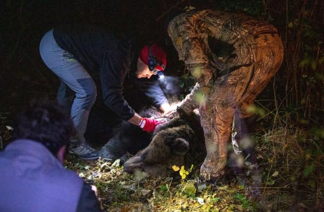 По случай Мечкинден WWF разказва историята на мечока Живко