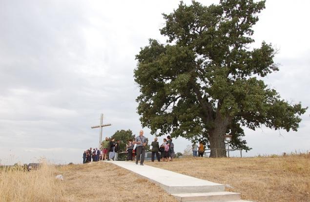 Дядо-Кольовото дърво в село Студена спечели титлата „Дърво с корен 2021”