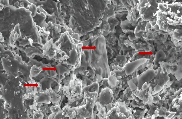 Вкаменелости на динозаври разкриват нови възможности за лечение на рак