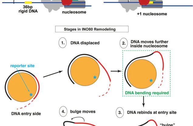 Формата и твърдостта на ДНК регулират ключови елементи на генната експресия
