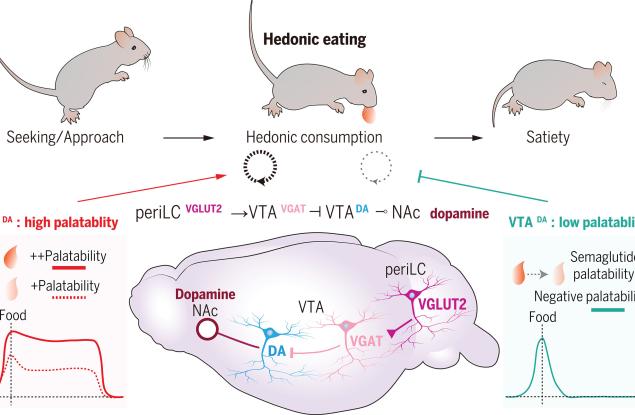 Допаминовите неврони, които стимулират преяждането, могат да намалят ефективността на лекарствата срещу затлъстяване