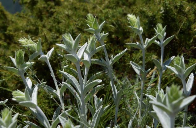 Български изследователи откриха и описаха нов вид за науката растение