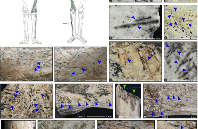 Древните магдаленци са практикували канибализъм