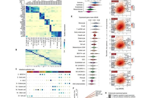 Нашите черва са еволюирали по-бързо от тези на други бозайници