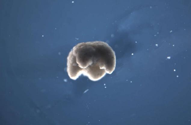 Създадоха първия "жив" робот от изцяло живи клетки