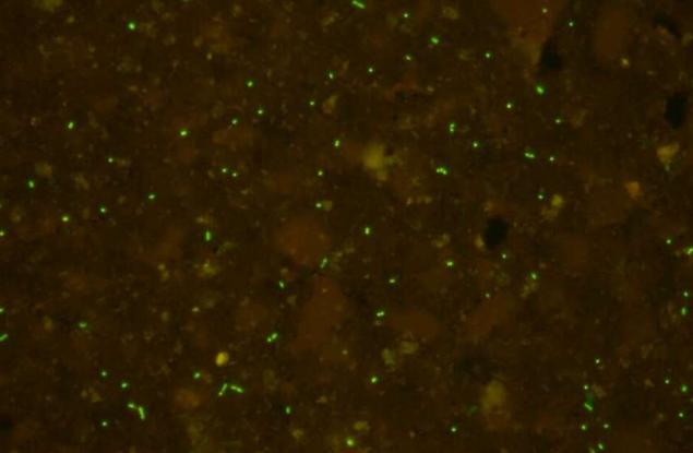 Древна форма на живот „се събуди“ след 100 млн. години