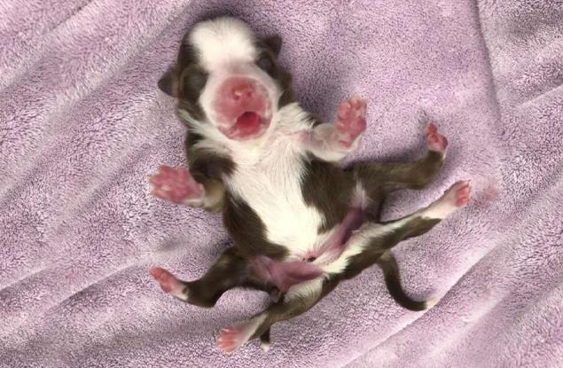 Това очарователно 6-крако кученце се роди по време на снежната буря в Оклахома