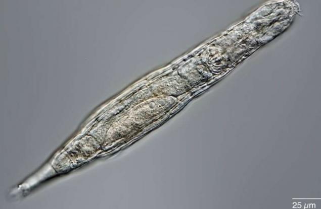 Съживиха микроскопично животно, прекарало 24 000 години в сибирската вечна замръзналост