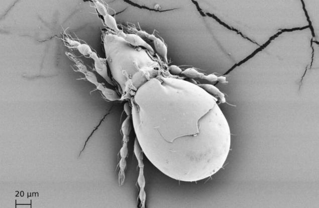 Бръмбарче доказва, че е възможно да се оцелее милиони години без секс
