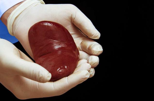 За първи път трансплантираха успешно бъбрек от генномодифицирано прасе на човек