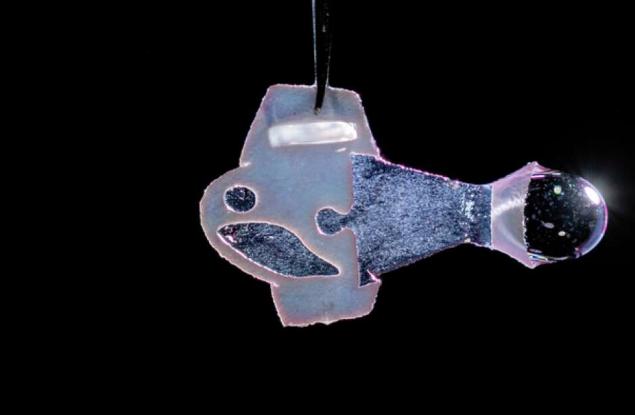 Изкуствена „риба“, създадена от сърдечни клетки, плува като туптящо сърце