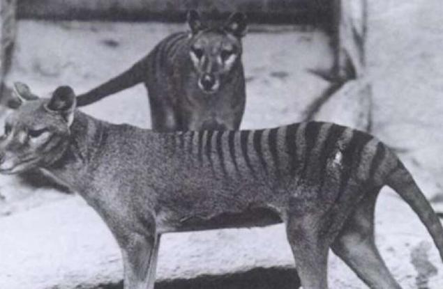 Австралийски учени се опитват да „възкресят“ тасманийския вълк