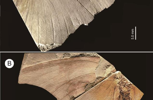 Откриха нов, вече изчезнал вид пеперуда във вкаменелост, съхранявана десетилетия в японски музей