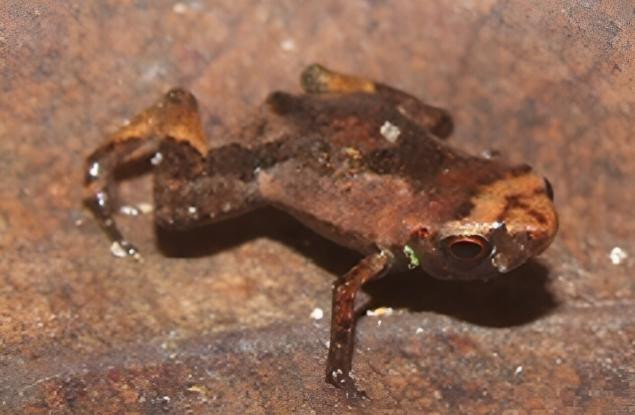 Жаба с размера на грахче вероятно е най-малкото гръбначно в света 