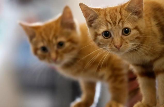 Полски институт класифицира котките като "инвазивен чуждоземен вид"